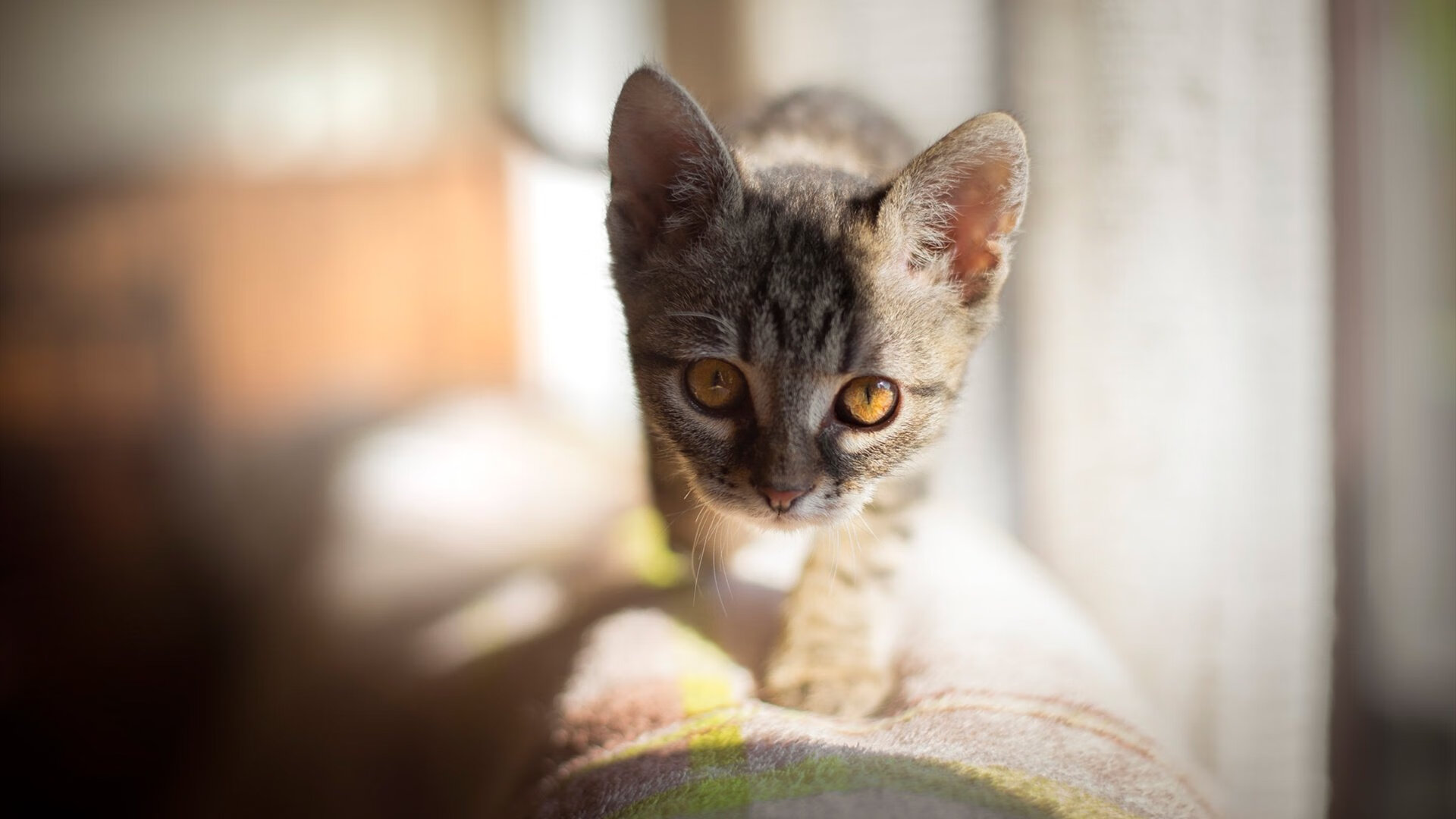 “未来新星”青少年篮球名将培养计划在深圳全面展开,面向全国招募人才