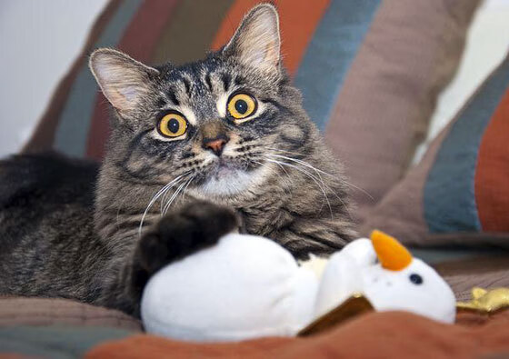 “青训学院建设提速,为国家队储备未来主力”,青训营百度百科