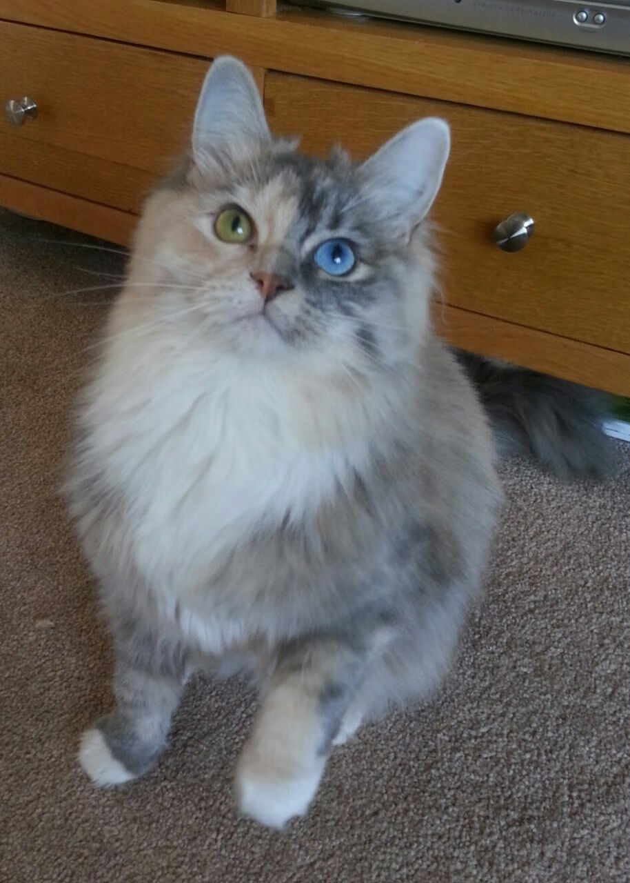 《电竞行业基础数据:用户规模、市场份额全面洞察》,2020年电竞用户规模