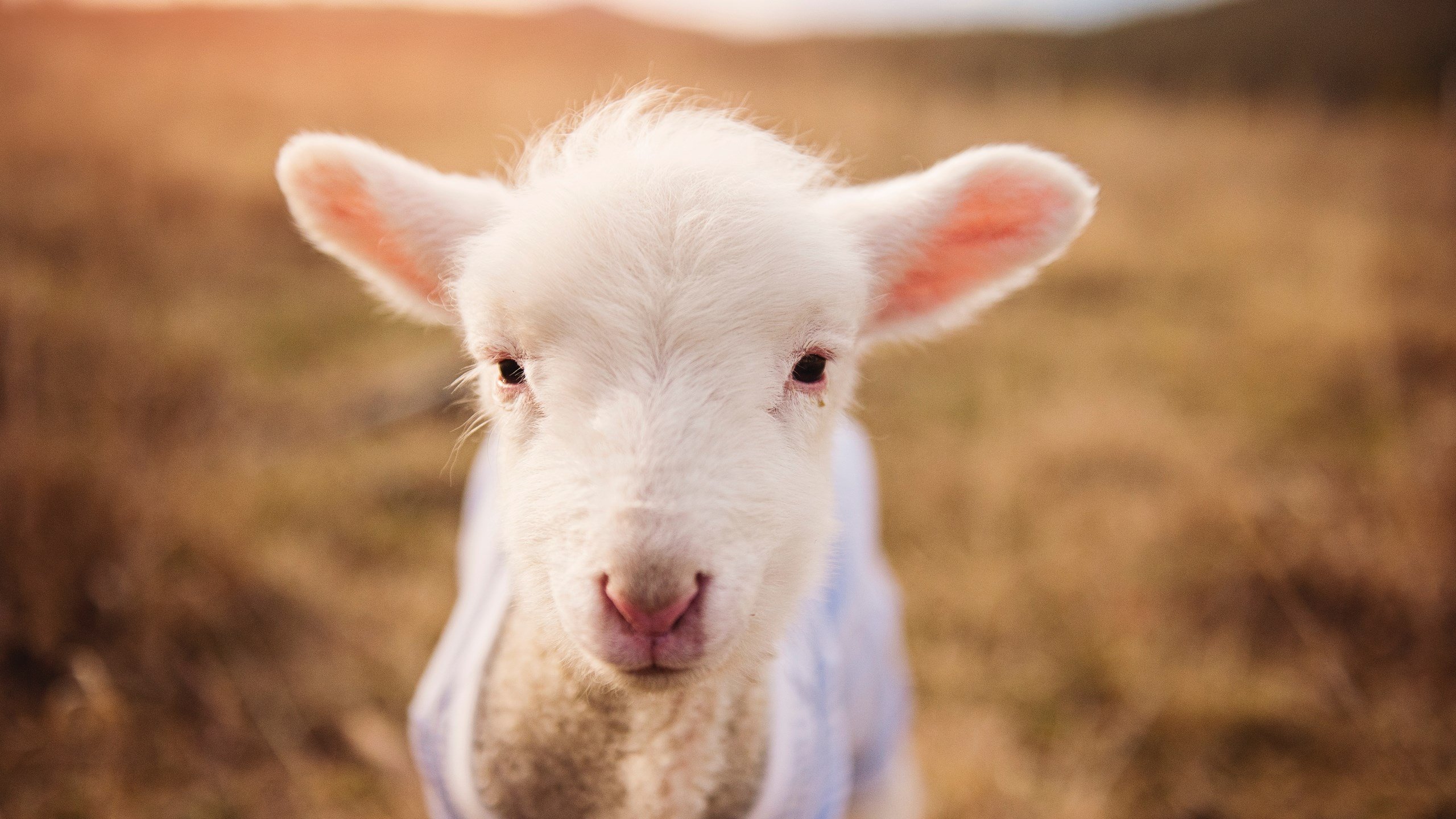【穆基·贝茨强势归来】道奇队巨星在关键战中表现卓越,穆基贝茨百科