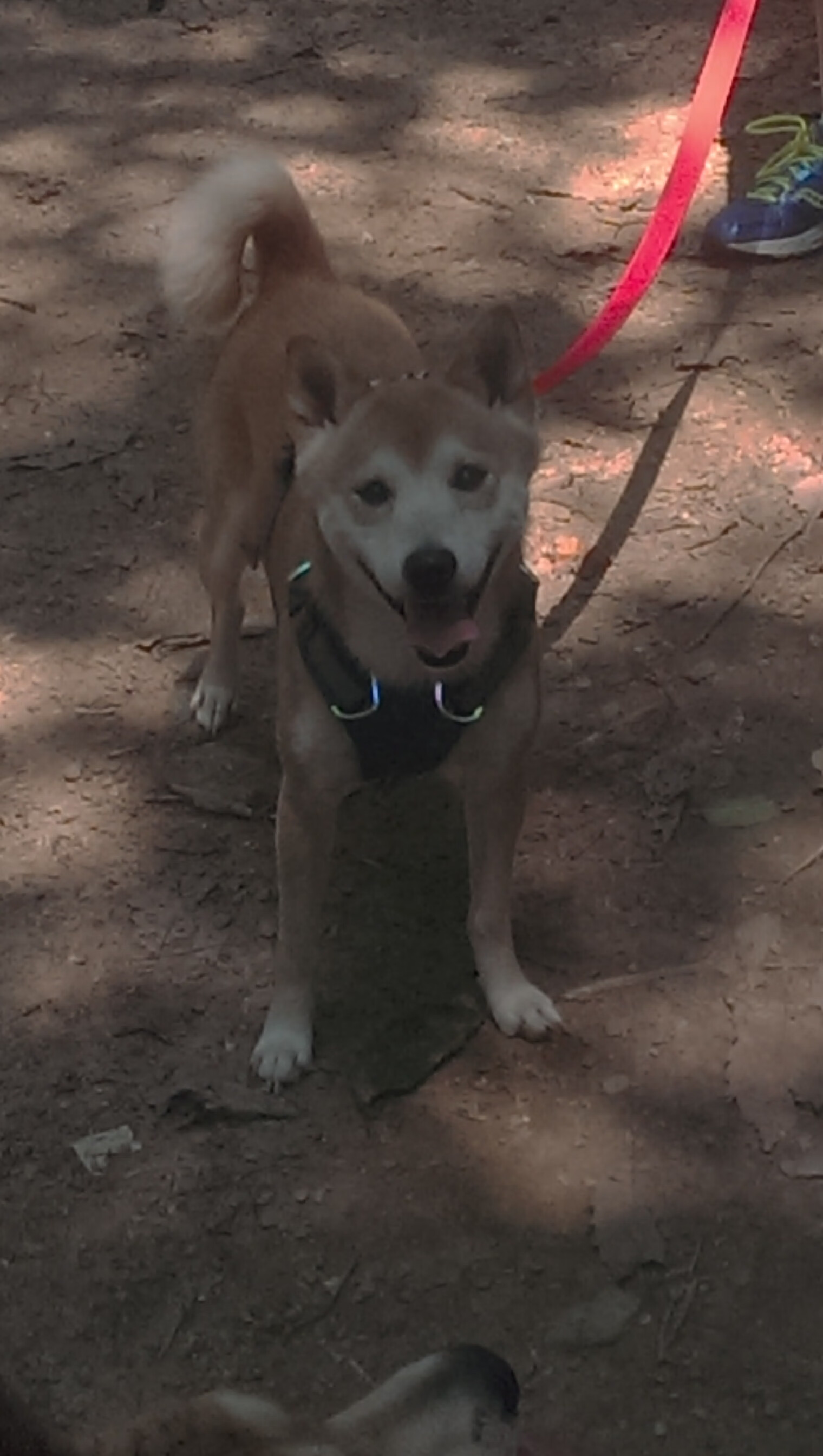 kaiyun网站-习近平在人民大会堂接见第33届奥运会中国体育代表团全体成员并发表重要讲话。