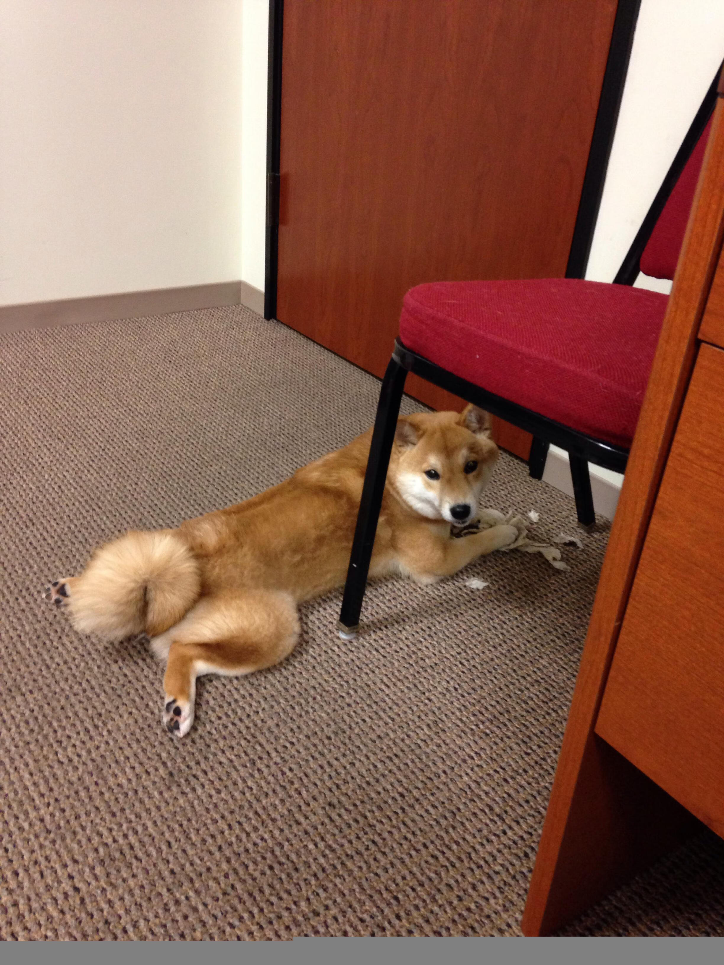 开云网页版-史上最年轻的“冠军射手”亮相，未来走向巅峰，最年轻的世界冠军是谁