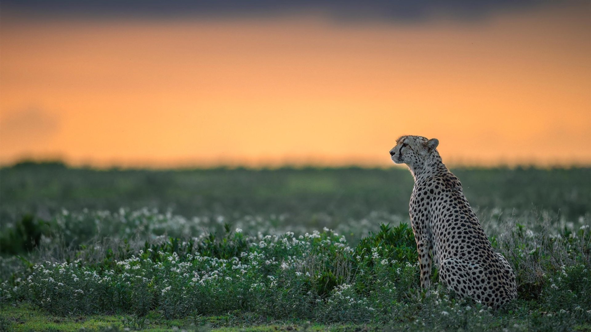 国际泳联新规出台:泳衣技术限制再升级,国际泳联比赛规则