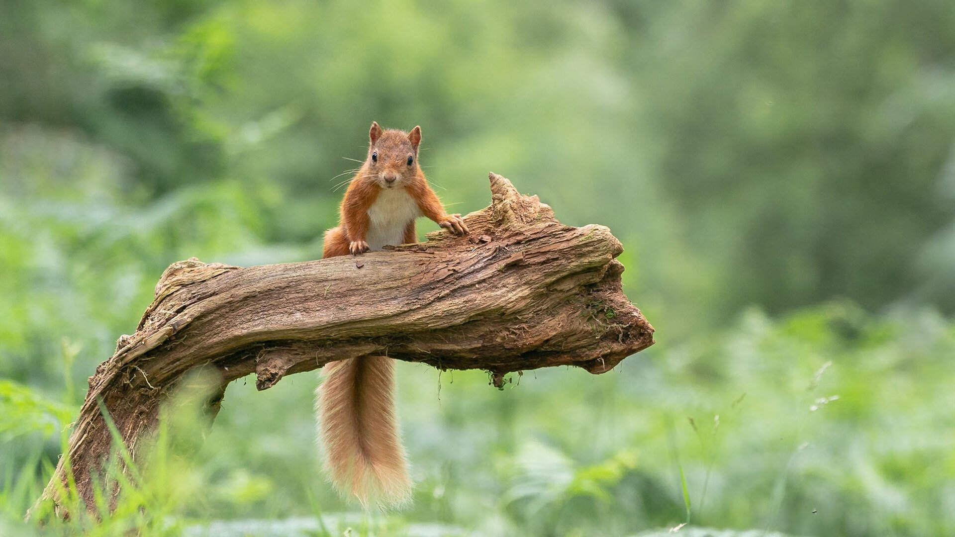广场舞促进老年人身心健康,广场舞促进老年人身心健康的舞蹈