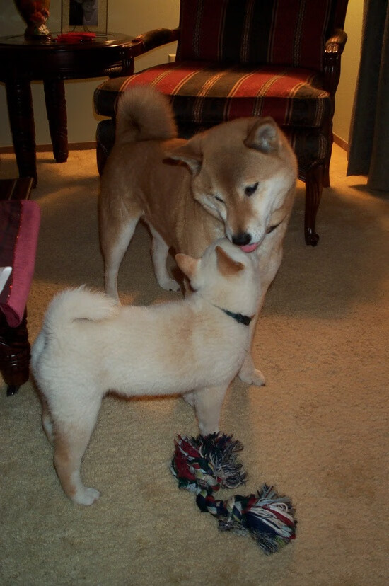 kaiyun中国官方网站-游戏开发与电竞结合，打造立体的娱乐生态圈，游戏开发方向的前景怎样