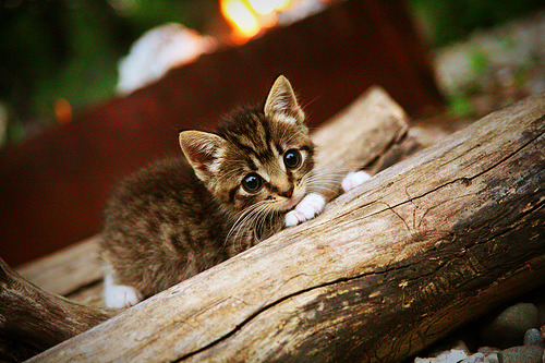 特色篮球节庆与国潮融合,打造文化新地标,国庆节篮球赛标语
