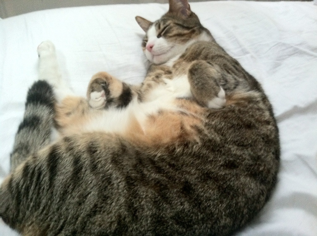 特色青训“创新+产业链+智能”模式在行业内不断探索,行业发展潜力巨大