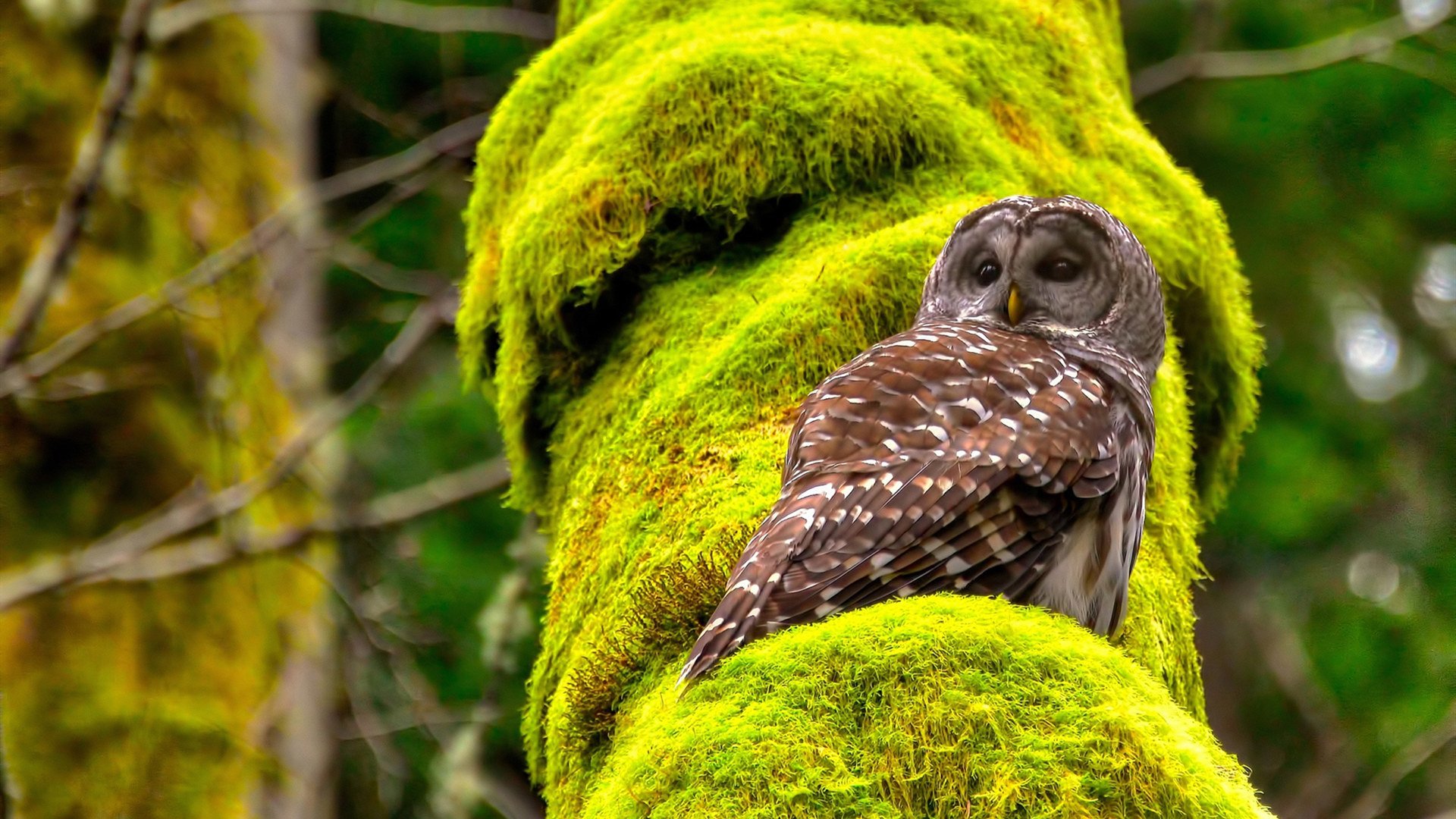 科科·高芙赢得2024年美网女单冠军,今年美网女单冠军