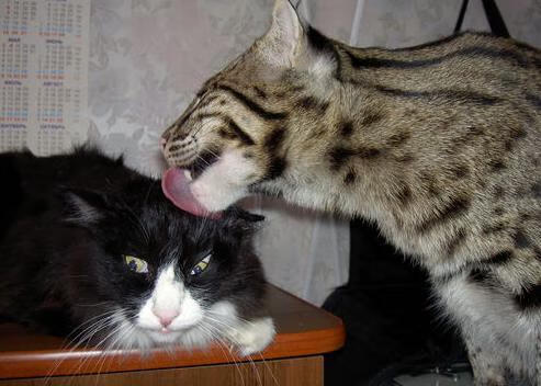 Kaiyun官方登录入口-篮球场馆智能管理系统效率显著提升，篮球场智能化运营方案