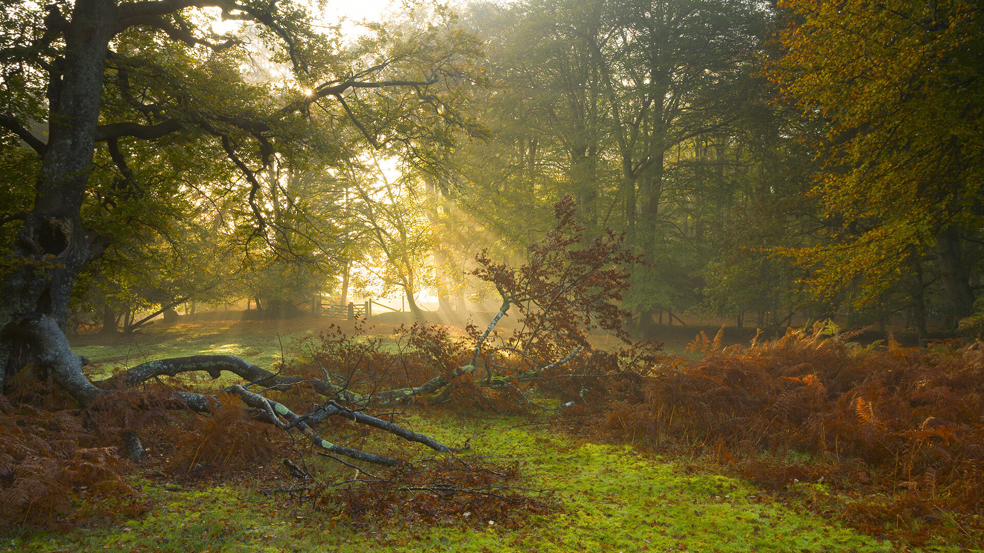 血脉相传:车手家族的世代传奇,车手jason