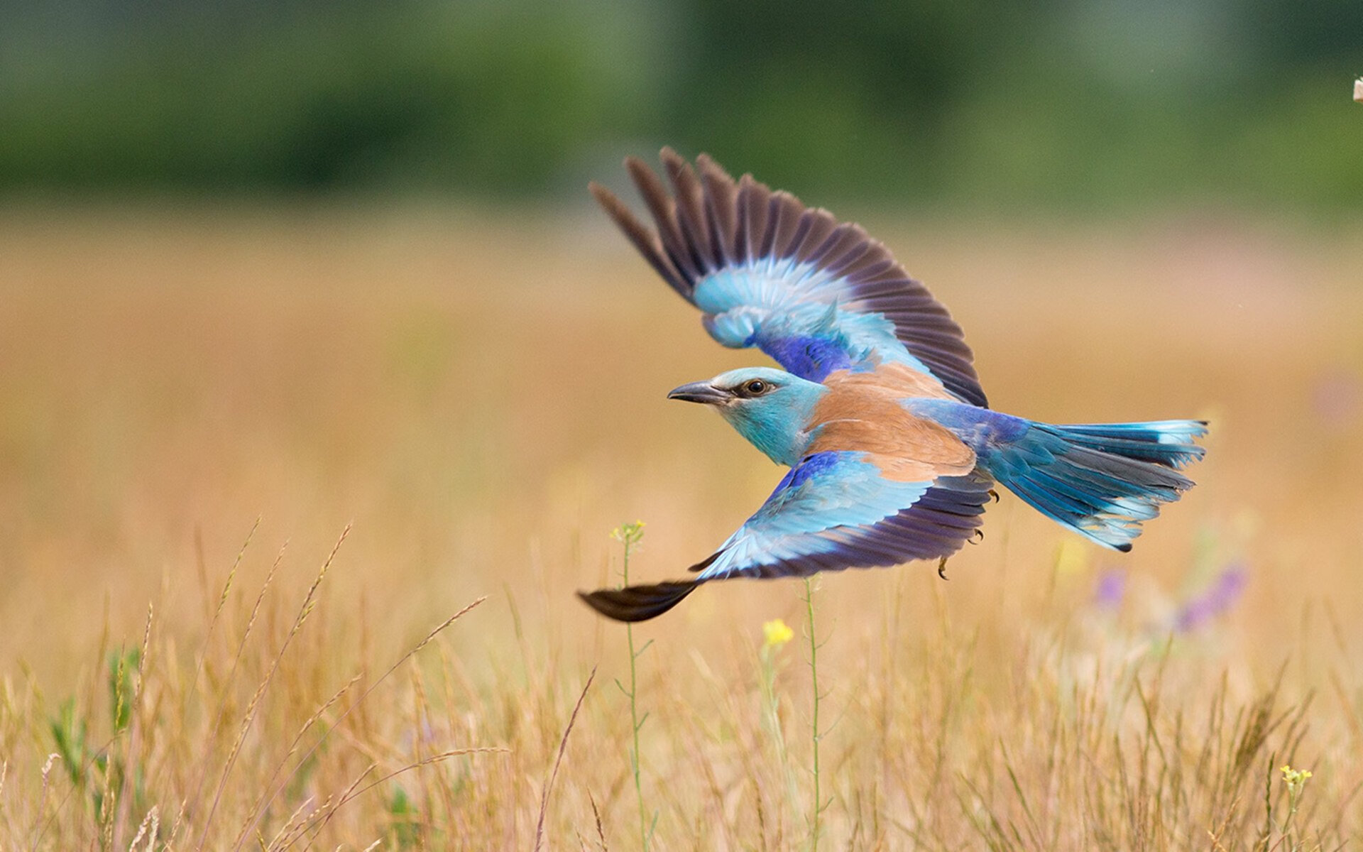 kaiyun开云·官方网站-ESPN专栏：瑞士打出最成熟的雪地阵型，瑞士滑雪地图