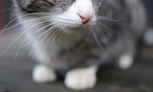 NBA电竞战队斩获Twitch年度人气奖,nba的电竞战队