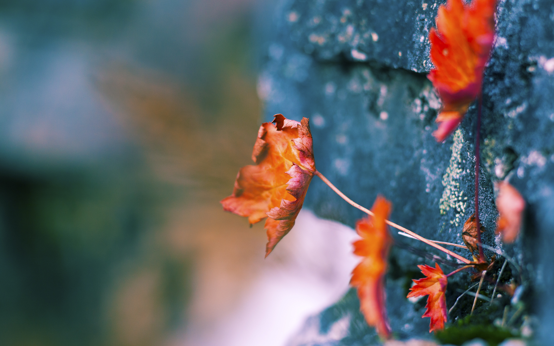 PSG连续多场比赛取胜，psg哪个赛区的战队