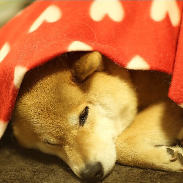 中国足球的场地设施建设规划,国内足球场地